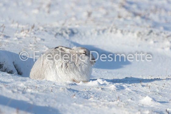 Mountain hare (Lepus timidus) -73