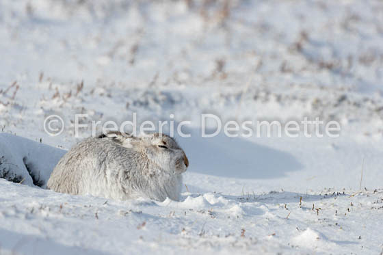 Mountain hare (Lepus timidus) -74