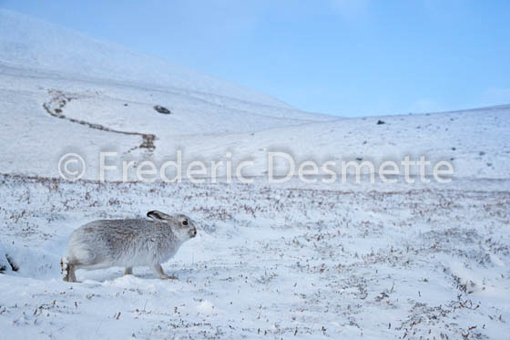 Mountain hare (Lepus timidus) -77