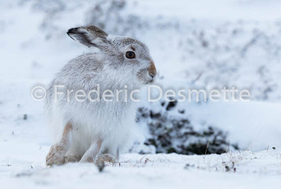 Mountain hare (Lepus timidus) -79