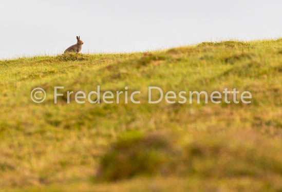 Mountain hare (Lepus timidus) -80