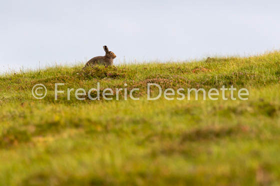 Mountain hare (Lepus timidus) -81
