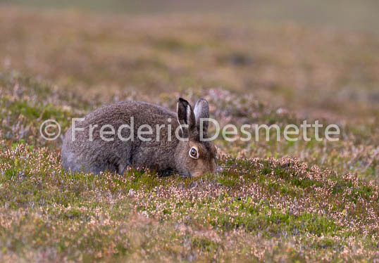 Mountain hare (Lepus timidus) -82