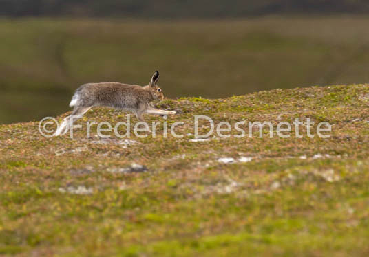 Mountain hare (Lepus timidus) -84