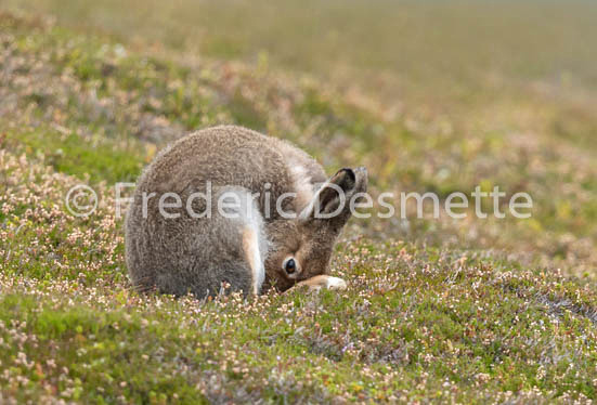 Mountain hare (Lepus timidus) -86