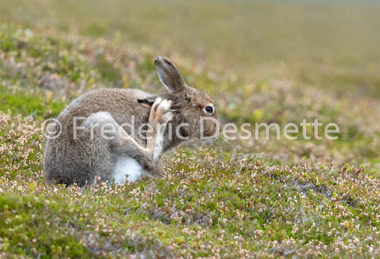 Mountain hare (Lepus timidus) -87