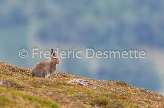 Mountain hare (Lepus timidus) -88