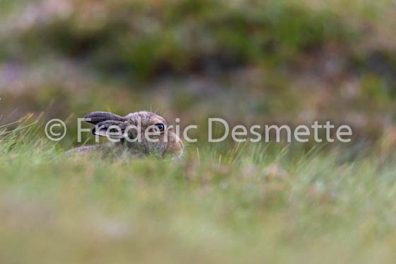Mountain hare (Lepus timidus) -89