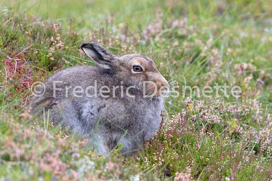 Mountain hare (Lepus timidus) -90
