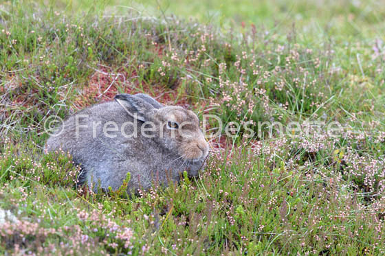 Mountain hare (Lepus timidus) -91
