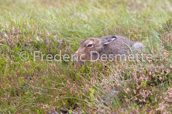 Mountain hare (Lepus timidus) -92