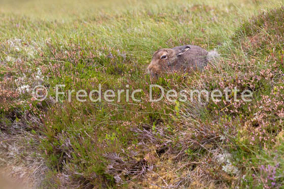 Mountain hare (Lepus timidus) -93