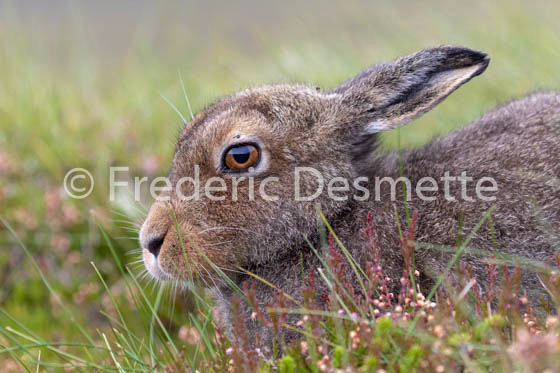 Mountain hare (Lepus timidus) -95