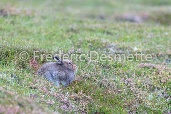 Mountain hare (Lepus timidus) -96