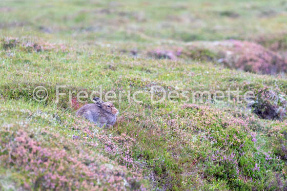 Mountain hare (Lepus timidus) -97