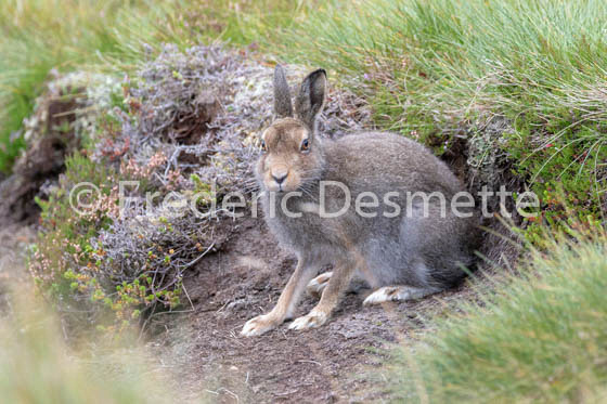Mountain hare (Lepus timidus) -98