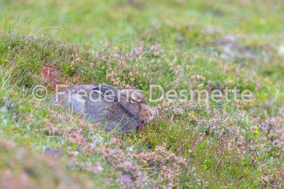 Mountain hare (Lepus timidus) -101