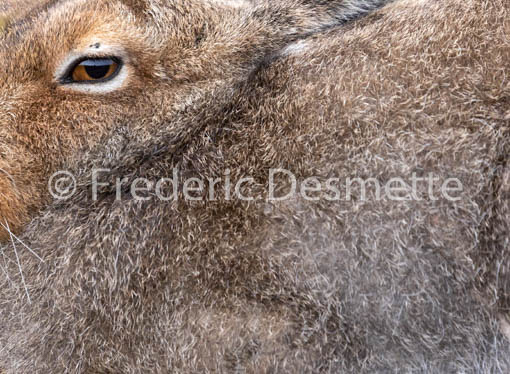 Mountain hare (Lepus timidus) -103