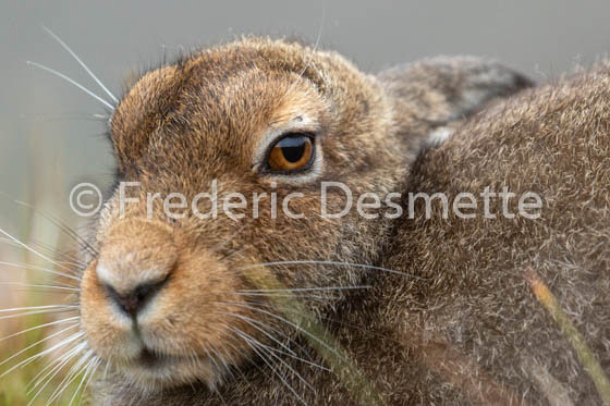 Mountain hare (Lepus timidus) -104