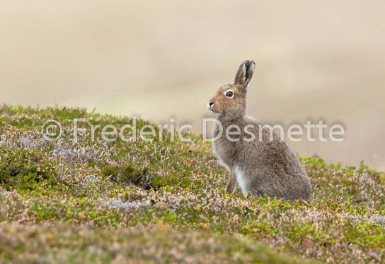 Mountain hare (Lepus timidus) -105