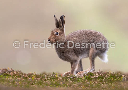 Mountain hare (Lepus timidus) -106