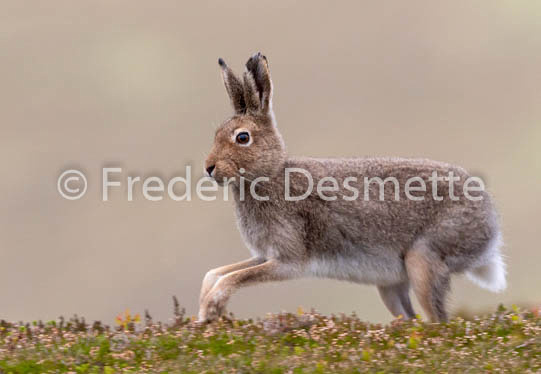 Mountain hare (Lepus timidus) -107