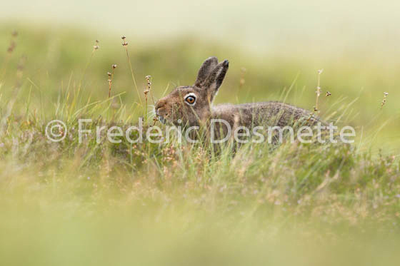 Mountain hare (Lepus timidus) -110