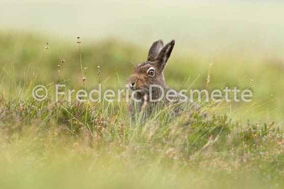 Mountain hare (Lepus timidus) -111