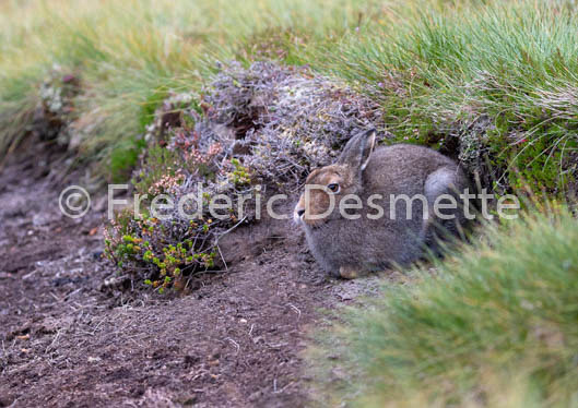Mountain hare (Lepus timidus) -112