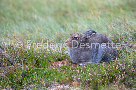 Mountain hare (Lepus timidus) -113