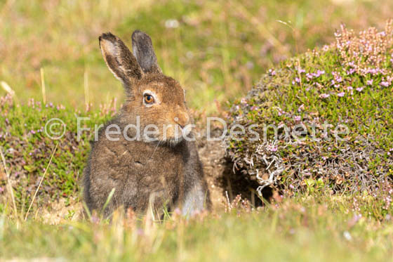 Mountain hare (Lepus timidus) -118