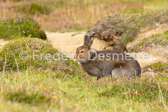 Mountain hare (Lepus timidus) -120