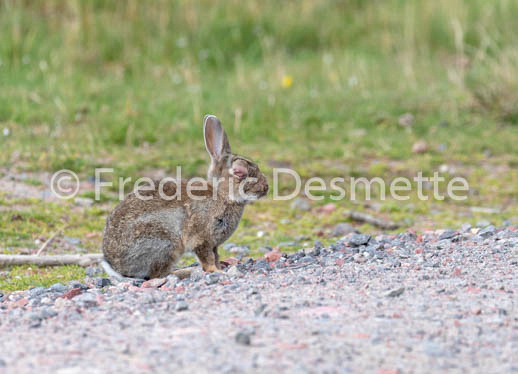 Rabbit (Oryctolagus cuniculus)-98