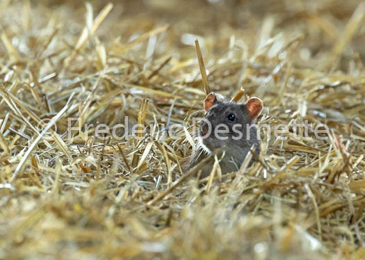 Brown rat (Rattus norvegicus)-6