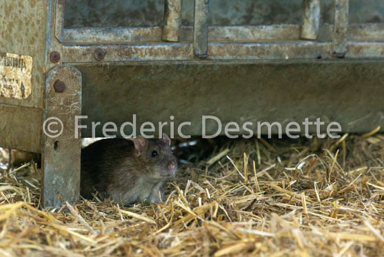 Brown rat (Rattus norvegicus)-7