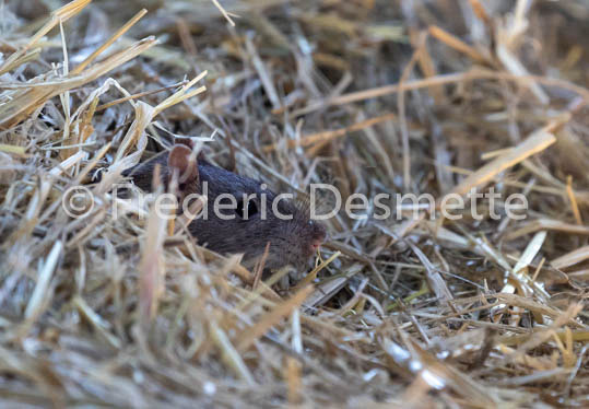 Brown rat (Rattus norvegicus)-10