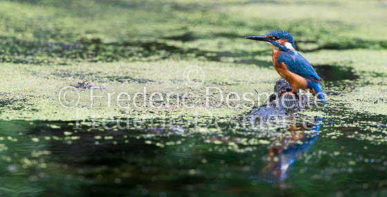 Kingfisher (Alcedo Atthis)-174
