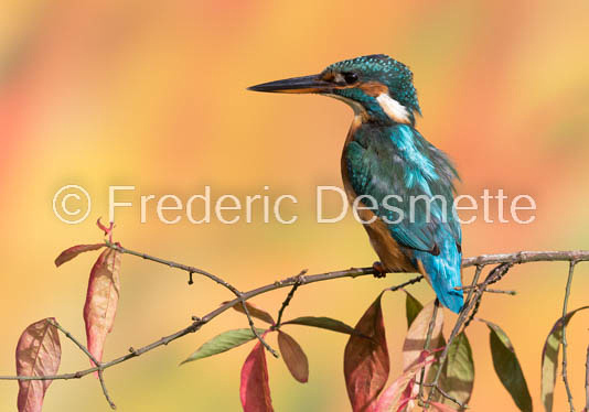 Kingfisher (Alcedo Atthis)-296
