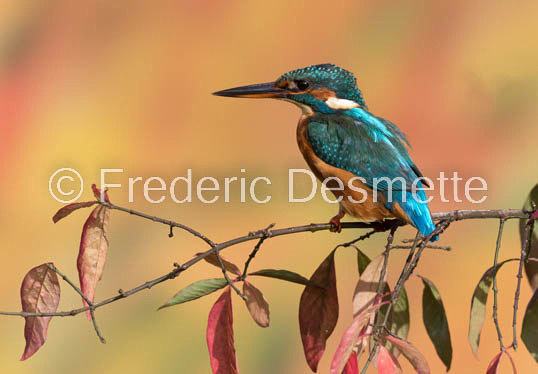 Kingfisher (Alcedo Atthis)-297