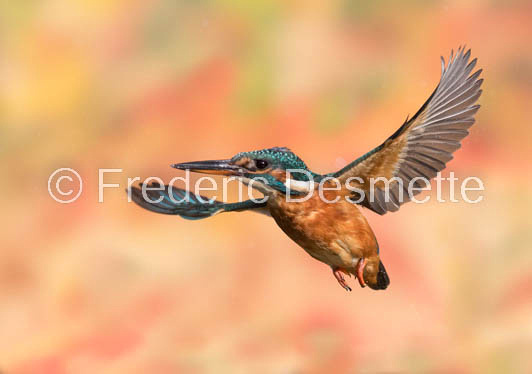 Kingfisher (Alcedo Atthis)-299