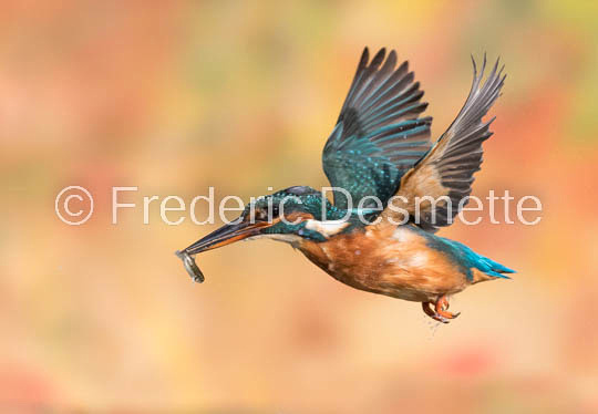 Kingfisher (Alcedo Atthis)-300