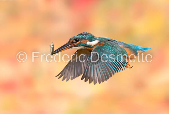 Kingfisher (Alcedo Atthis)-301