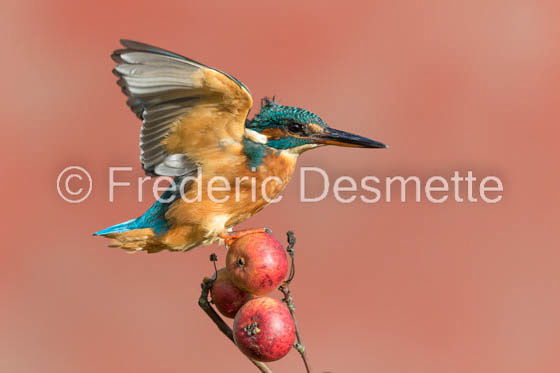 Kingfisher (Alcedo Atthis)-304