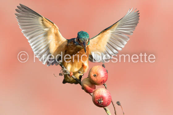 Kingfisher (Alcedo Atthis)-305
