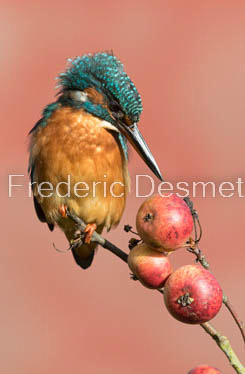 Kingfisher (Alcedo Atthis)-307