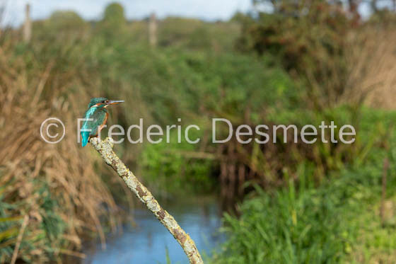 Kingfisher (Alcedo Atthis)-309