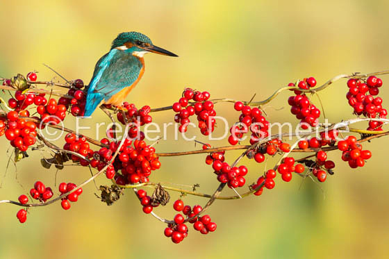 Kingfisher (Alcedo Atthis)-318