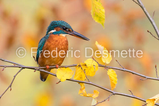 Kingfisher (Alcedo Atthis)-323
