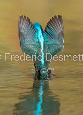 Kingfisher (Alcedo Atthis)-324
