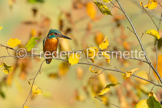 Kingfisher (Alcedo Atthis)-325